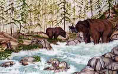 Black Bears